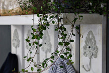 Lade das Bild in den Galerie-Viewer, dekorie Holz Garderobe Weiß im Landhaus Style Vintage Shabby fertig montiert